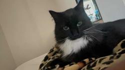 Lost Male Cat last seen University and Price , Tempe, AZ 85281