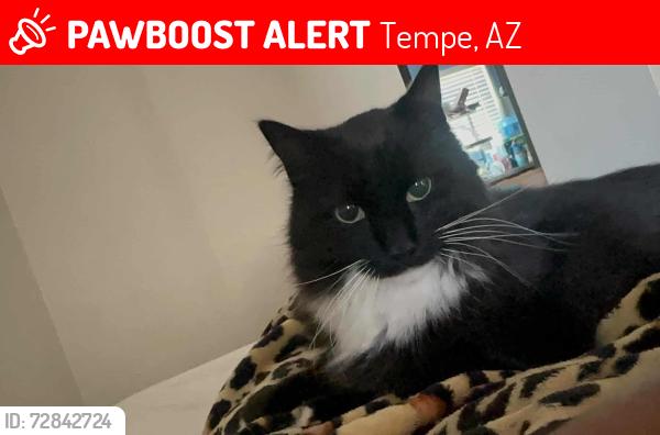 Lost Male Cat last seen University and Price , Tempe, AZ 85281