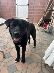 Found/Stray Male Dog last seen E 154th St, Compton, CA 90220