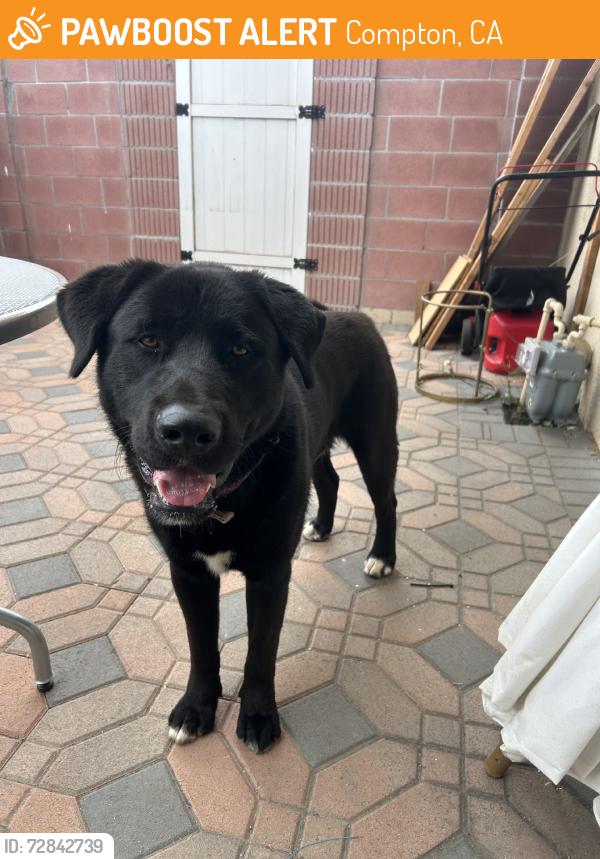 Found/Stray Male Dog last seen E 154th St, Compton, CA 90220