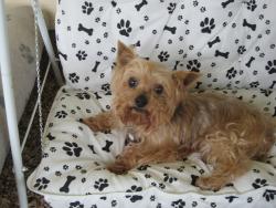 Lost Female Dog last seen Hey 304, Smithville, TX 78957