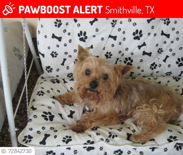 Lost Female Dog last seen Hey 304, Smithville, TX 78957