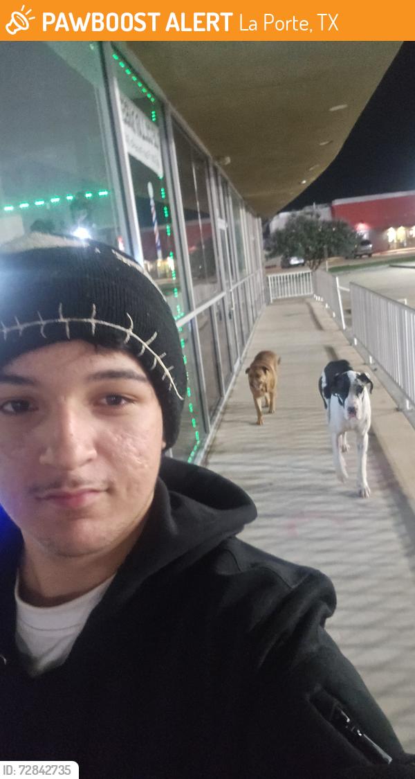 Found/Stray Male Dog last seen They were following me because I fed them but they were at the jack in the box on faromont Pkwy and underwood , La Porte, TX 77571