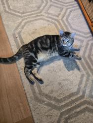 Lost Male Cat last seen Boulevard way walnutcreek ca, Walnut Creek, CA 94595