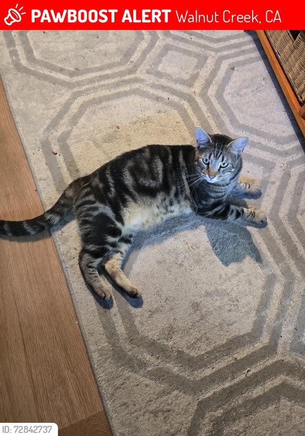Lost Male Cat last seen Boulevard way walnutcreek ca, Walnut Creek, CA 94595