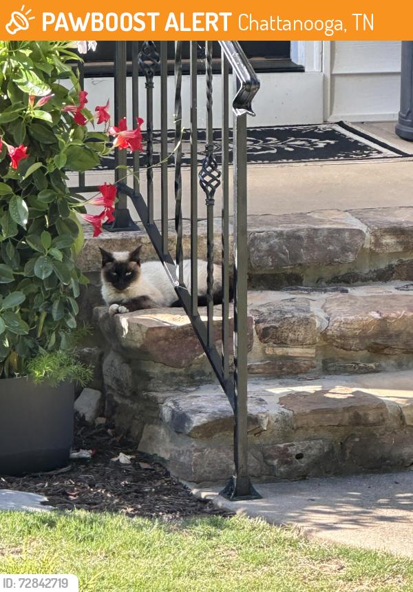 Found/Stray Female Cat last seen Lee hwy and Stonehenge Dr , Chattanooga, TN 37421