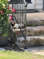 Found/Stray Female Cat last seen Lee hwy and Stonehenge Dr , Chattanooga, TN 37421