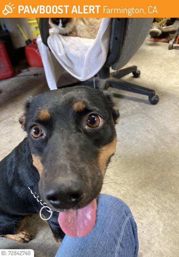 Found/Stray Female Dog last seen Hwy 4, Farmington, CA 95230