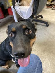 Found/Stray Female Dog last seen Hwy 4, Farmington, CA 95230