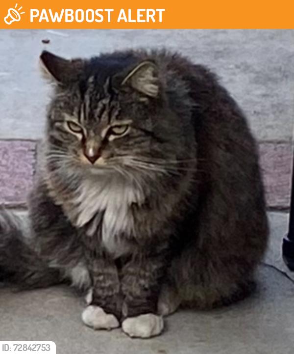 Found/Stray Male Cat last seen Garo, Hacienda Heights, CA 91745