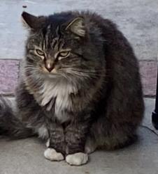 Found/Stray Male Cat last seen Garo, Hacienda Heights, CA 91745