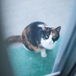 Lost Female Cat last seen Spruce St & Huston Dr, Riverside, CA 92507