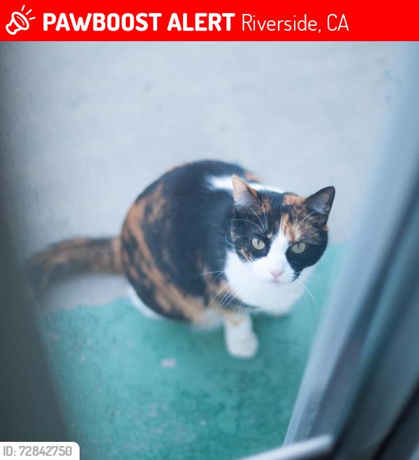 Lost Female Cat last seen Spruce St & Huston Dr, Riverside, CA 92507