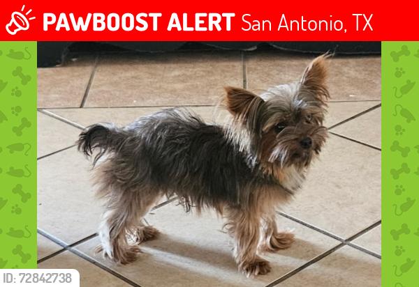 Lost Male Dog last seen Anton dr. Fairlawn dr., San Antonio, TX 78223