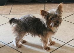 Lost Male Dog last seen Anton dr. Fairlawn dr., San Antonio, TX 78223