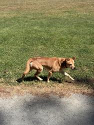 Found/Stray Male Dog last seen Hege dr & grimes circle , grimes paeon, Lexington, NC 27292