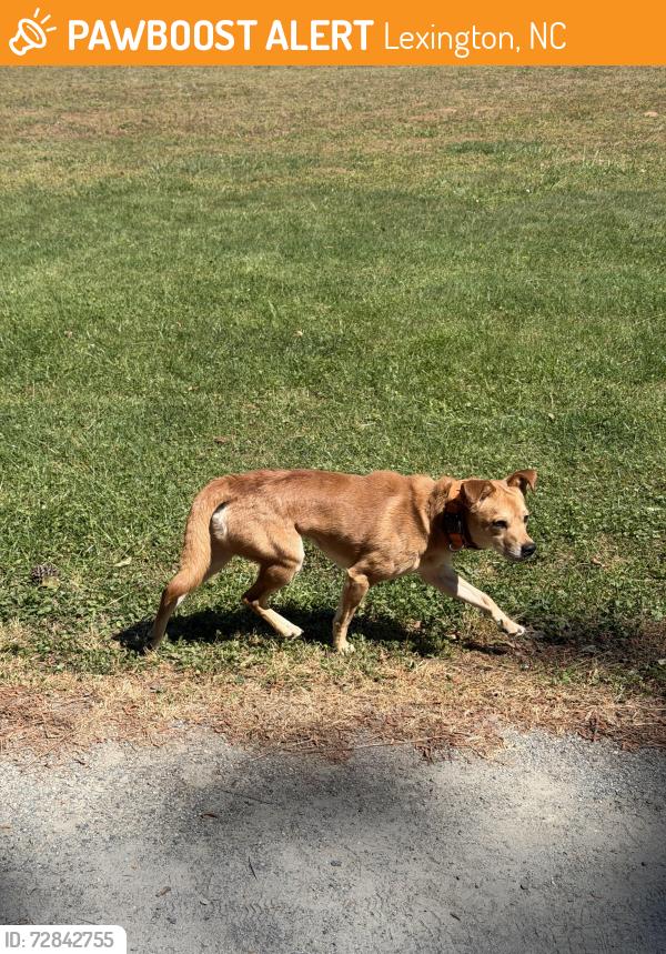 Found/Stray Male Dog last seen Hege dr & grimes circle , grimes paeon, Lexington, NC 27292