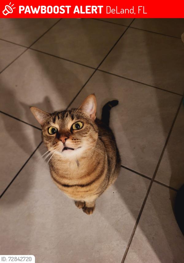 Lost Female Cat last seen Victoria trails, Bent oaks, Taylor road, blue lake avenue , DeLand, FL 32724