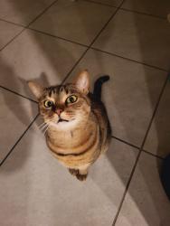 Lost Female Cat last seen Victoria trails, Bent oaks, Taylor road, blue lake avenue , DeLand, FL 32724