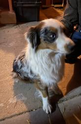 Found/Stray Male Dog last seen Stewart and Pecos, Las Vegas, NV 89101