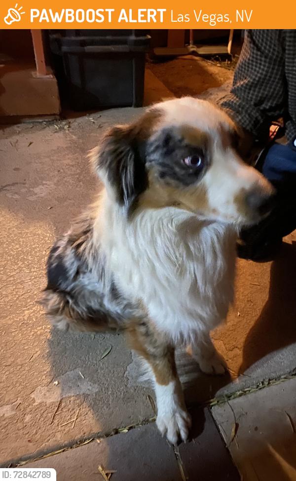 Found/Stray Male Dog last seen Stewart and Pecos, Las Vegas, NV 89101