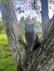 Lost Male Cat last seen 162nd and Clatsop, Portland, OR 97236