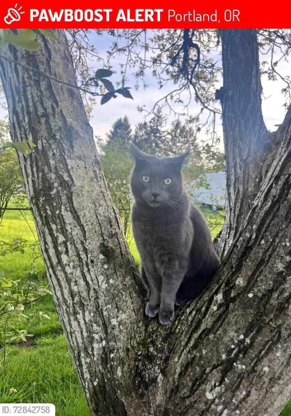 Lost Male Cat last seen 162nd and Clatsop, Portland, OR 97236