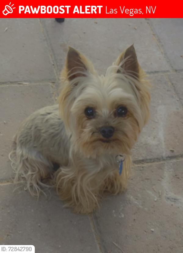 Lost Male Dog last seen Pecos and Chevy Chase Ave, Las Vegas, NV 89110