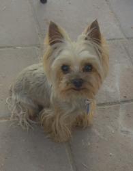 Lost Male Dog last seen Pecos and Chevy Chase Ave, Las Vegas, NV 89110