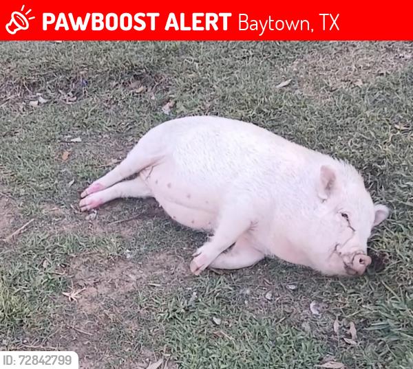 Lost Female Other last seen Montana St, New york St, Baytown, TX 77520