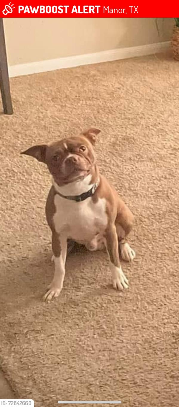 Lost Male Dog last seen Neighborhood near Good Luck Grill and ManorISD, Manor, TX 78653