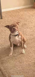 Lost Male Dog last seen Neighborhood near Good Luck Grill and ManorISD, Manor, TX 78653