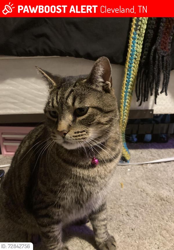 Lost Male Cat last seen Red Hot Battery / Liquor Store , Cleveland, TN 37311