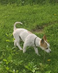 Lost Male Dog last seen Quarry view farm store, Alburtis, PA 18011