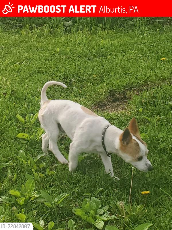 Lost Male Dog last seen Quarry view farm store, Alburtis, PA 18011