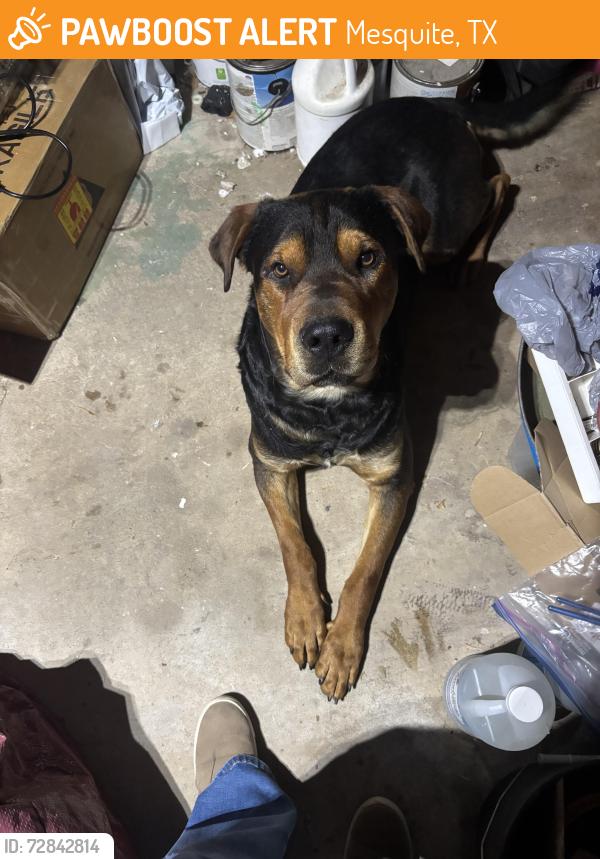 Found/Stray Male Dog last seen Near arbor court , Mesquite, TX 75150