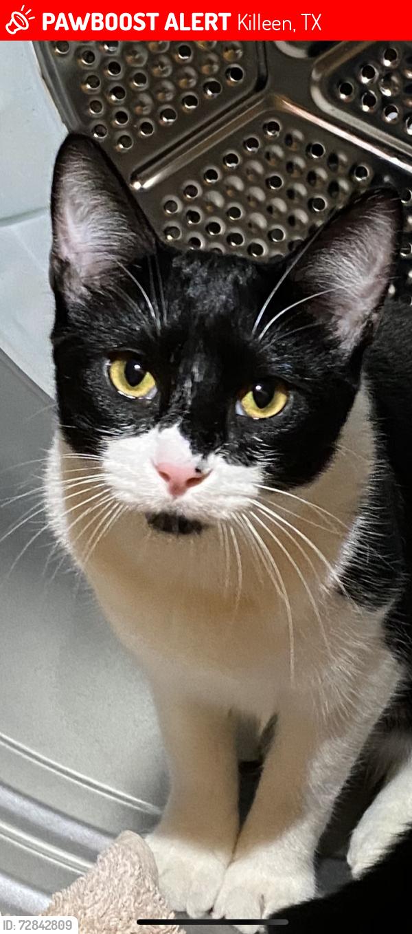 Lost Male Cat last seen Vahrenkamp, Killeen, TX 76549