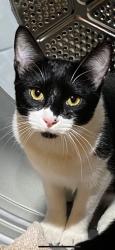 Lost Male Cat last seen Vahrenkamp, Killeen, TX 76549