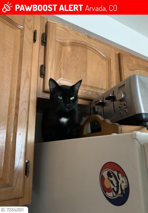 Lost Female Cat last seen 58th (Ralston rd) & Pierce st, Arvada, CO 80003