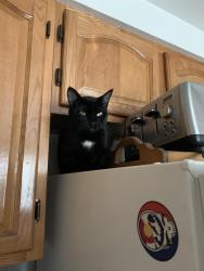 Lost Female Cat last seen 58th (Ralston rd) & Pierce st, Arvada, CO 80003