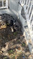 Lost Male Dog last seen Near nw 24 ct, Miami, FL 33125