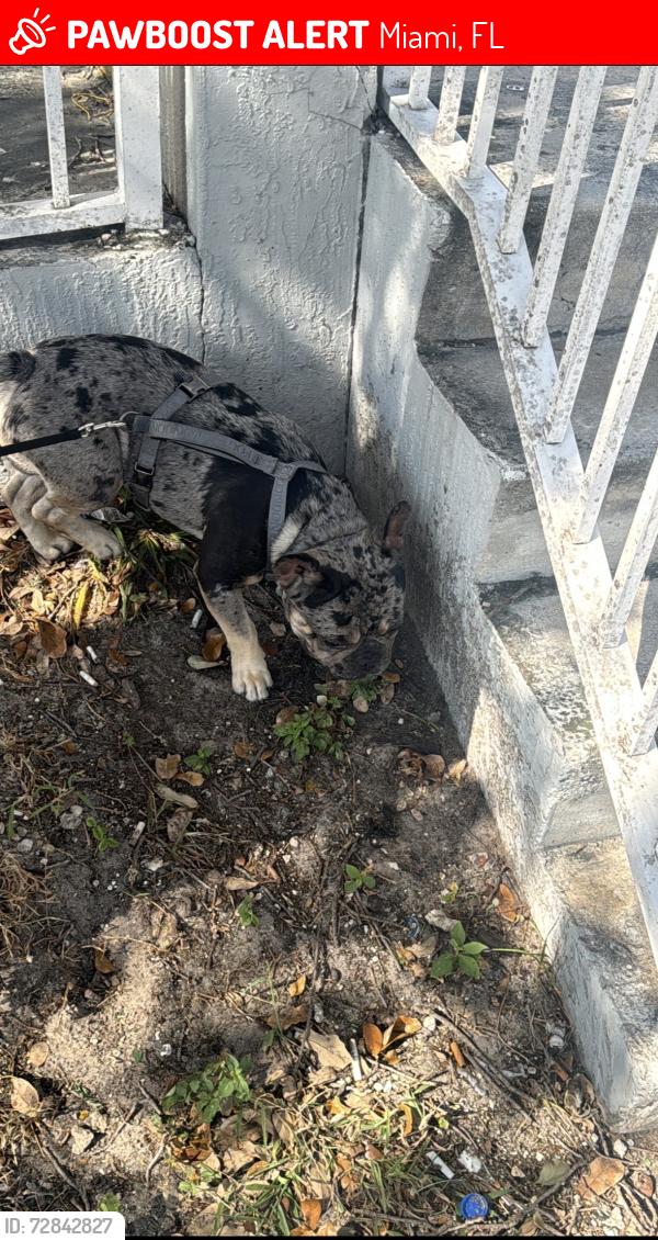 Lost Male Dog last seen Near nw 24 ct, Miami, FL 33125