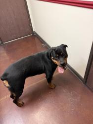 Found/Stray Female Dog last seen Hillside community, Las Vegas, NV 89129