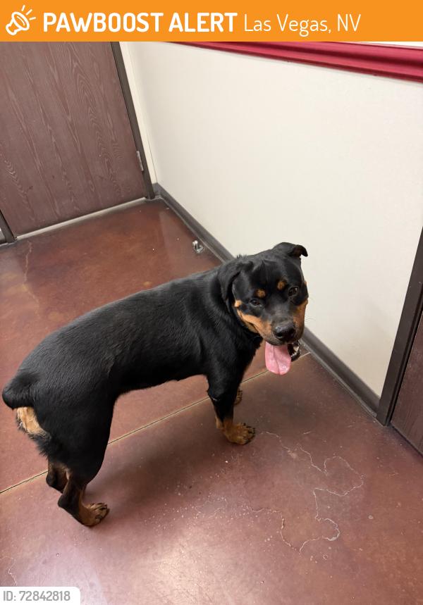 Found/Stray Female Dog last seen Hillside community, Las Vegas, NV 89129