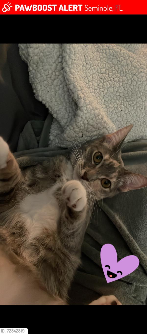 Lost Female Cat last seen 113th and 66th Terrace, Seminole, FL 33772