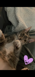 Lost Female Cat last seen 113th and 66th Terrace, Seminole, FL 33772