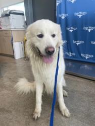 Shelter Stray Male Dog last seen , , TX, 355 Hillshire Dr, Haslet, TX 76052, USA