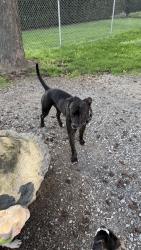Found/Stray Male Dog last seen Lobley Park, Burnaby, BC, Burnaby, BC V5H 0G5