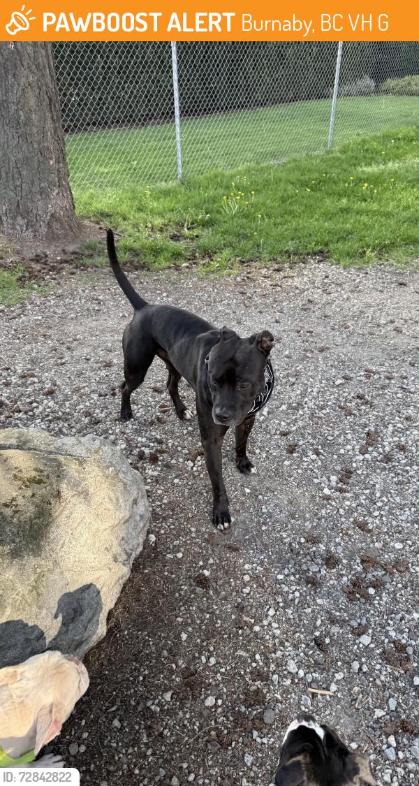 Found/Stray Male Dog last seen Lobley Park, Burnaby, BC, Burnaby, BC V5H 0G5
