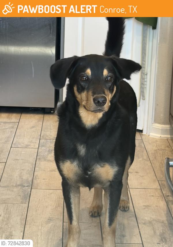 Found/Stray Male Dog last seen Found near Champion Village Drive, Conroe, TX 77303